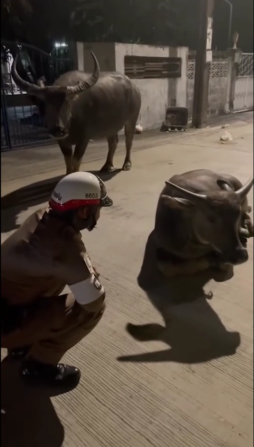 A herd of Thai water buffaloes charging in a rural field in Nakhon Nayok province.