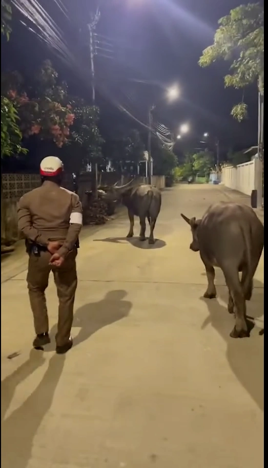 The moment the buffalo herd stopped charging after the officer showed respect and submission.