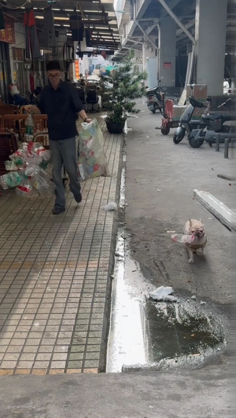 French Bulldog Tiger holding a discarded plastic bottle in its mouth on a city sidewalk.