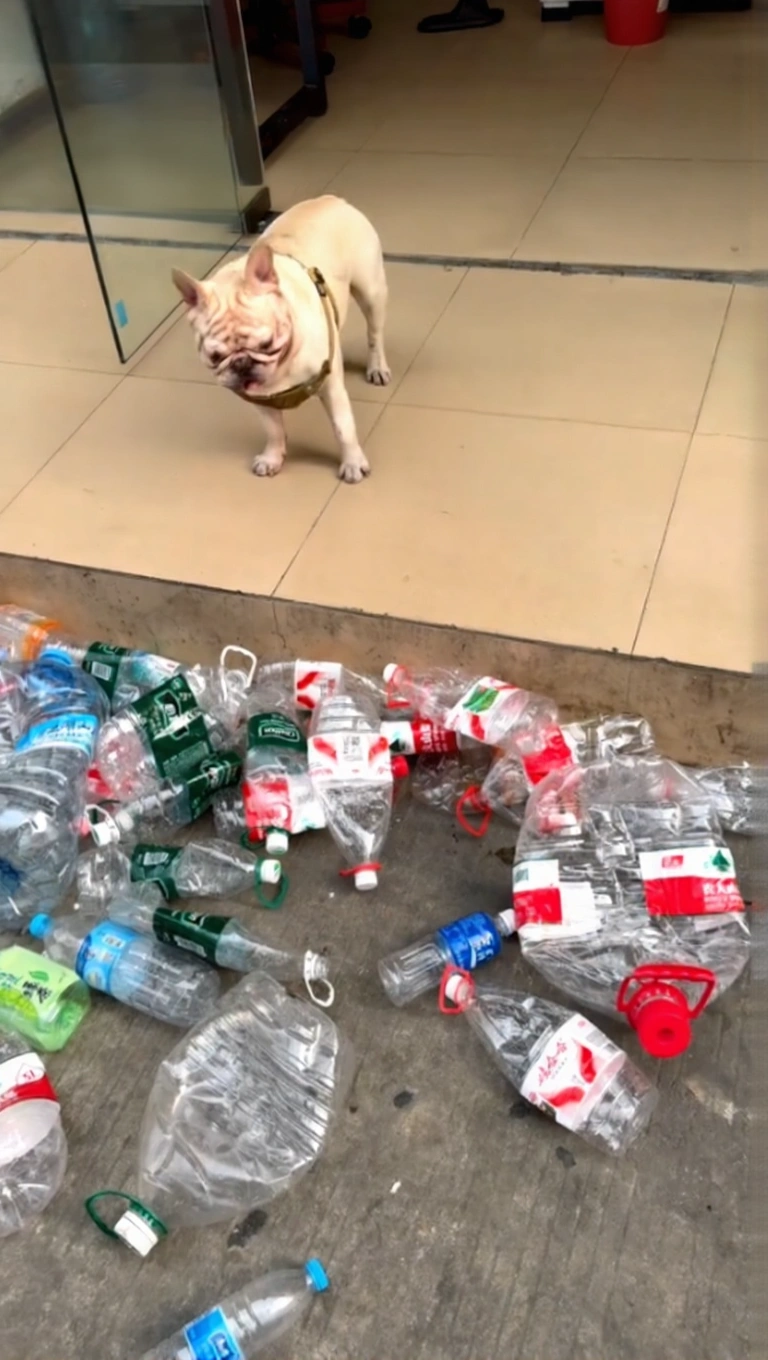 Side view of a French Bulldog walking with a plastic bottle on the street.