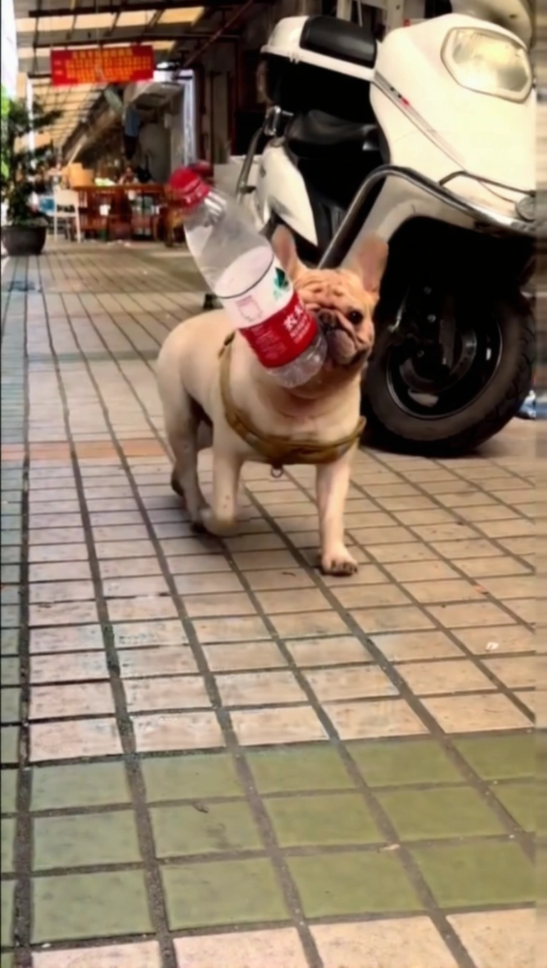 Close-up of Tiger the dog with a crushed water bottle during his recycling routine.