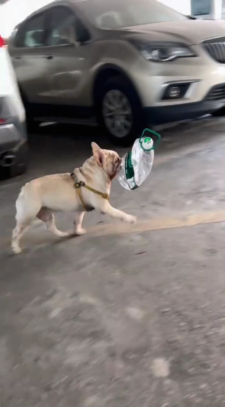 The French Bulldog Tiger looking alert while holding litter in his mouth.