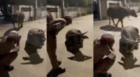 Viral news compilation of a Thai policeman surviving a buffalo stampede using the Wai gesture.