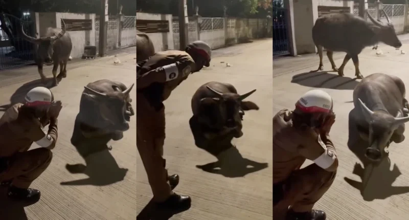 Viral news compilation of a Thai policeman surviving a buffalo stampede using the Wai gesture.