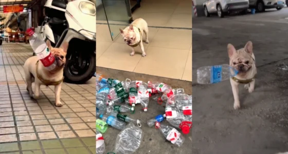Tiger the French Bulldog sitting next to a basket full of collected plastic bottles on a scooter.