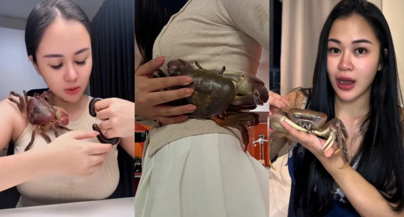 James the crab sitting next to premium food, showcasing his unique luxury pet life.